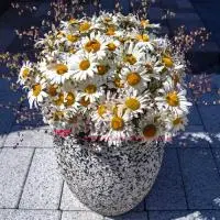 Вазон из бетона Daisy, шахматка